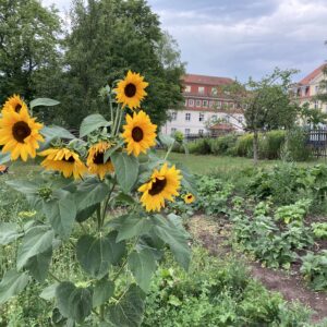Sonnenblumen blühen im wunderbar tegut-Saisongarten im Weimarer Land